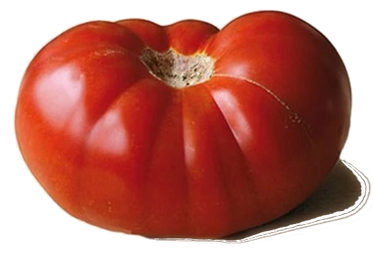 tomate
